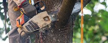 Best Tree Health Inspection  in Mec, CA