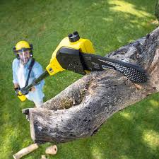 Best Root Management and Removal  in Mec, CA