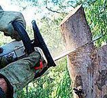 Best Commercial Tree Services  in Mec, CA