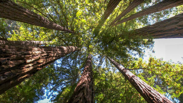 Mulching Services in Mecca, CA