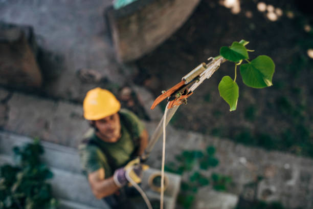 Best Arborist Consultation Services  in Mec, CA