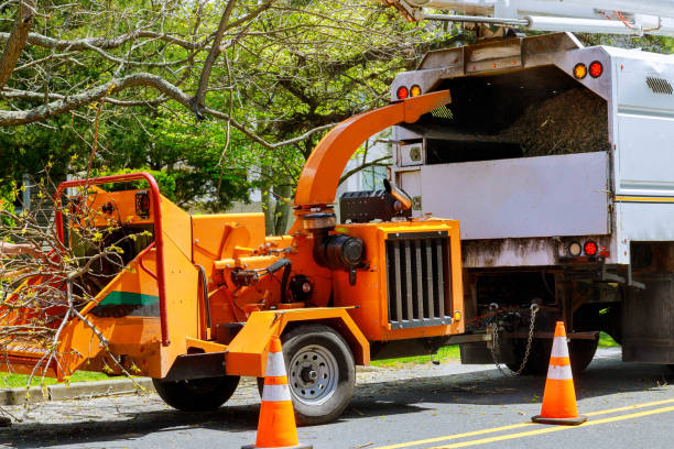 Best Tree Cabling and Bracing  in Mec, CA