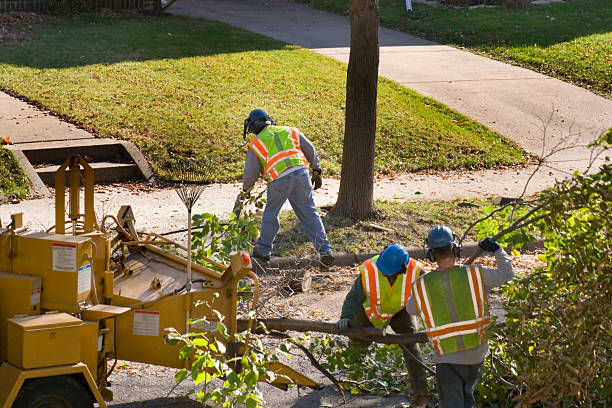 Best Tree Removal  in Mec, CA