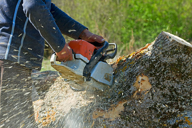 Best Grass Overseeding  in Mec, CA