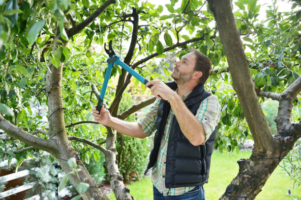 Best Lawn Pest Prevention  in Mec, CA